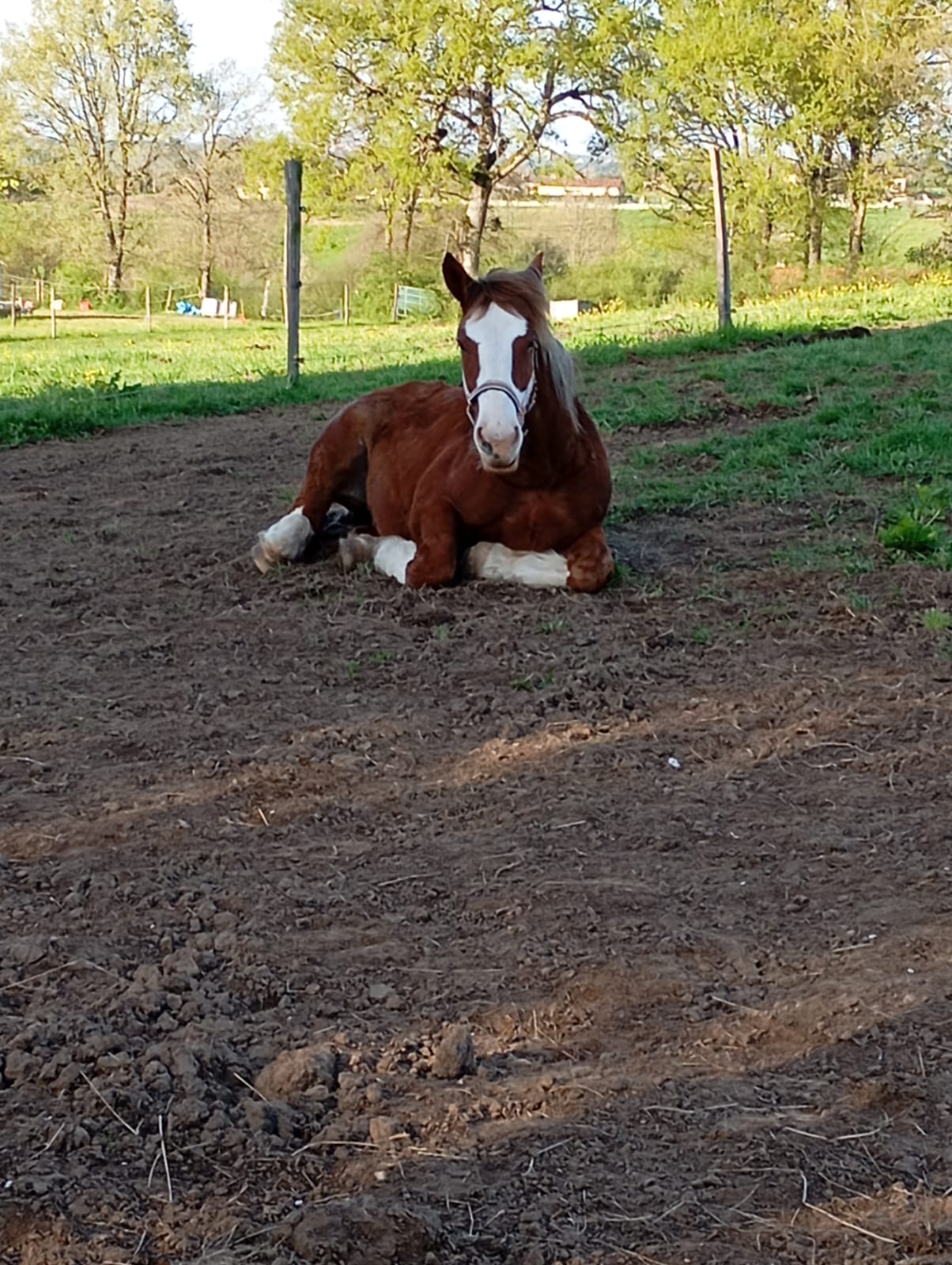 Un cheval de l'écurie Coud'Horse au repos dans son paddock