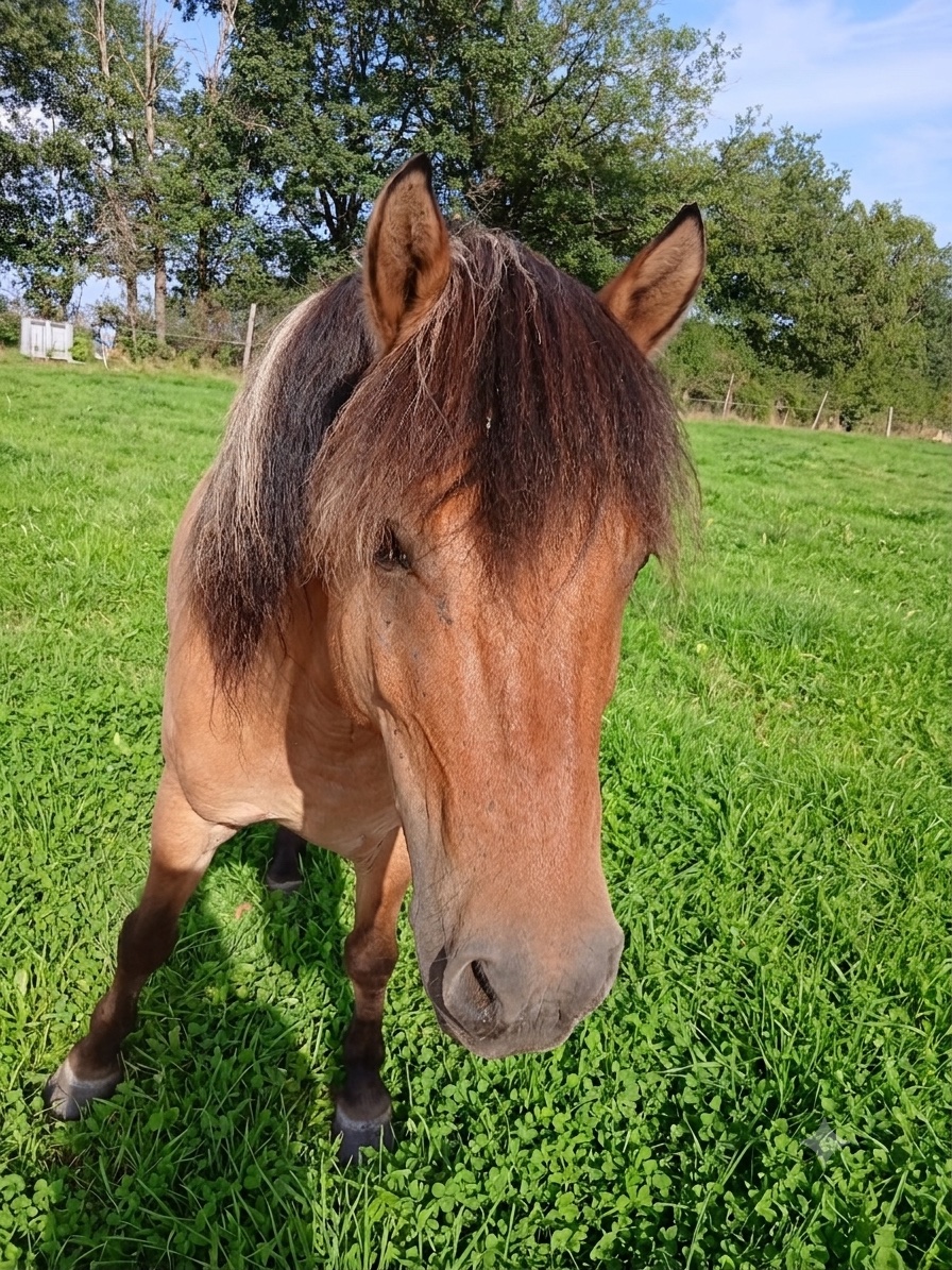 Edwin, cheval de l'écurie Coud'Horse