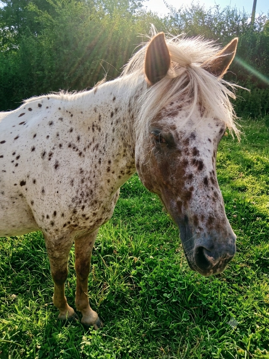 Eyoda, cheval de l'écurie Coud'Horse