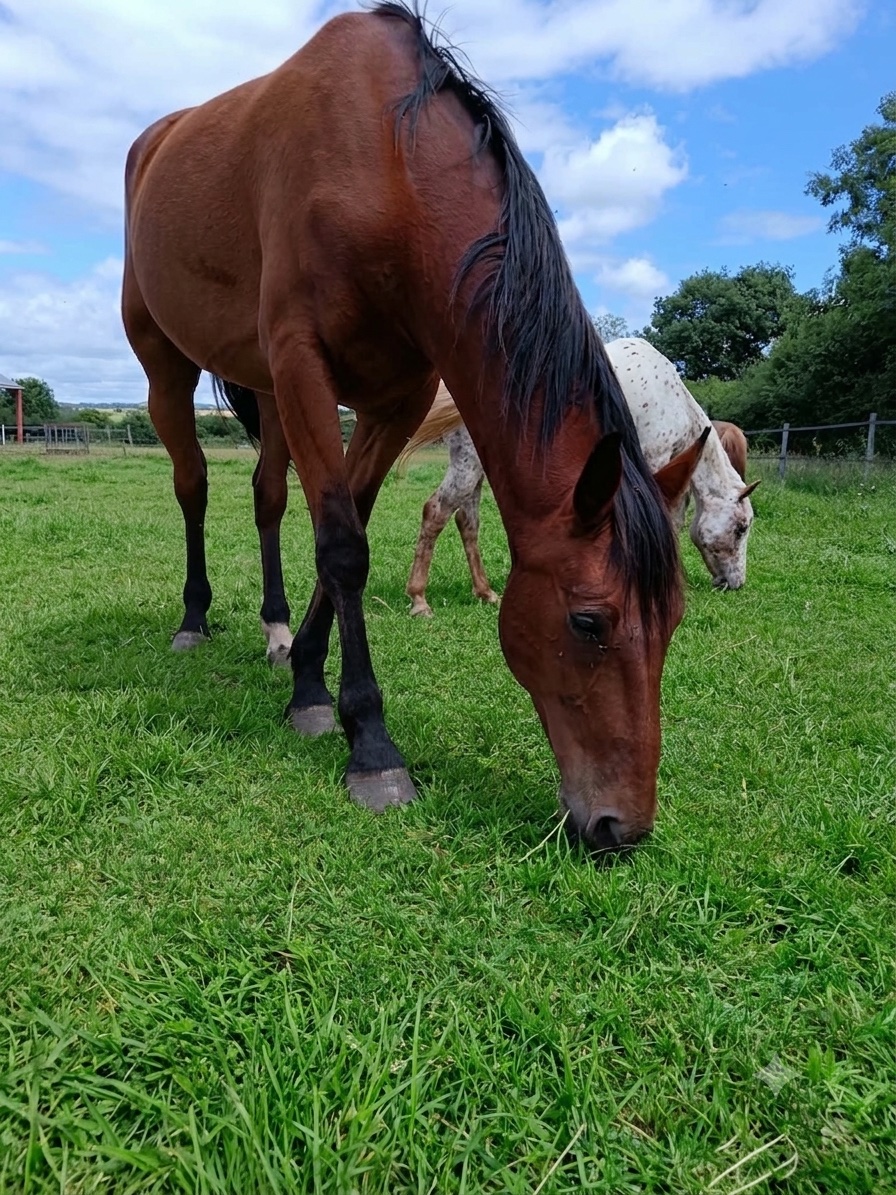 Happy Boy Forever, cheval de l'écurie Coud'Horse