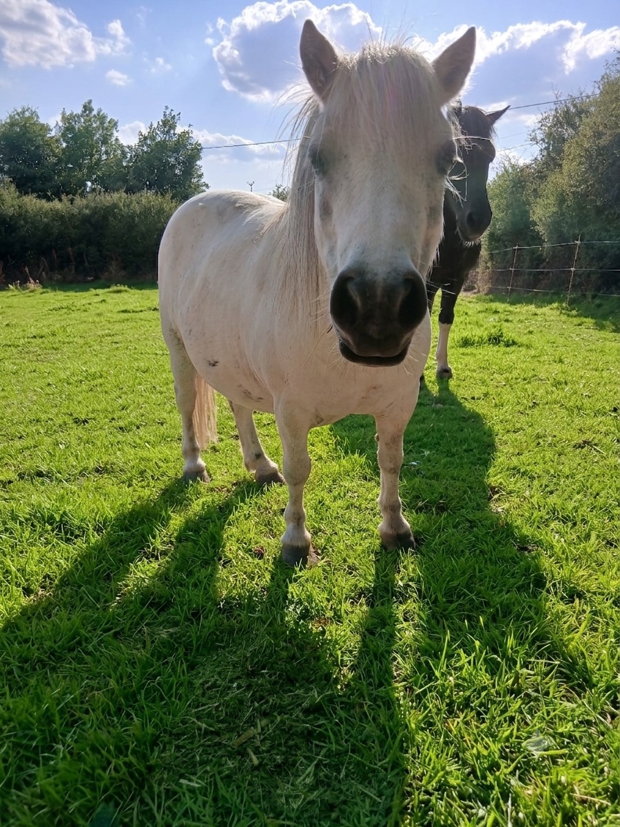 Paillette, cheval de l'écurie Coud'Horse