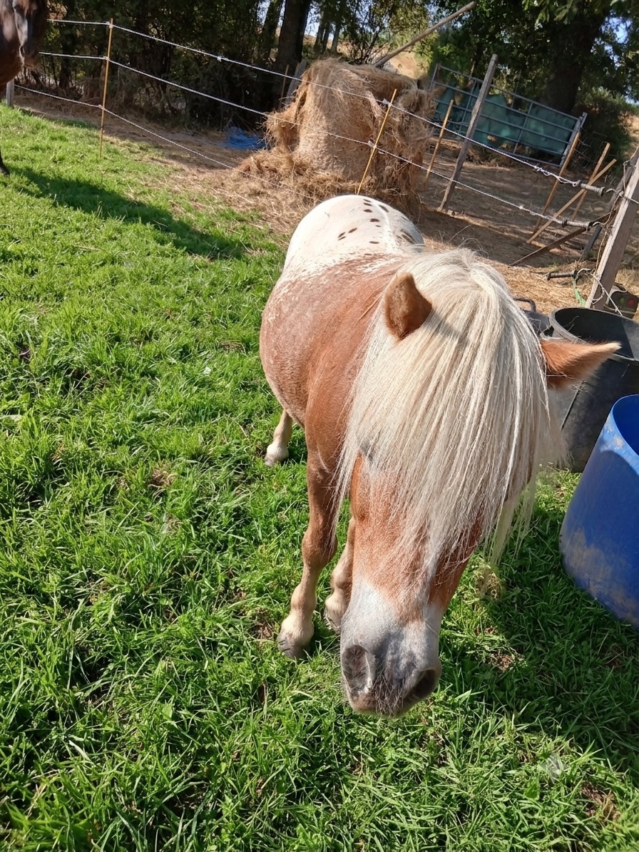 Patchwork, cheval de l'écurie Coud'Horse