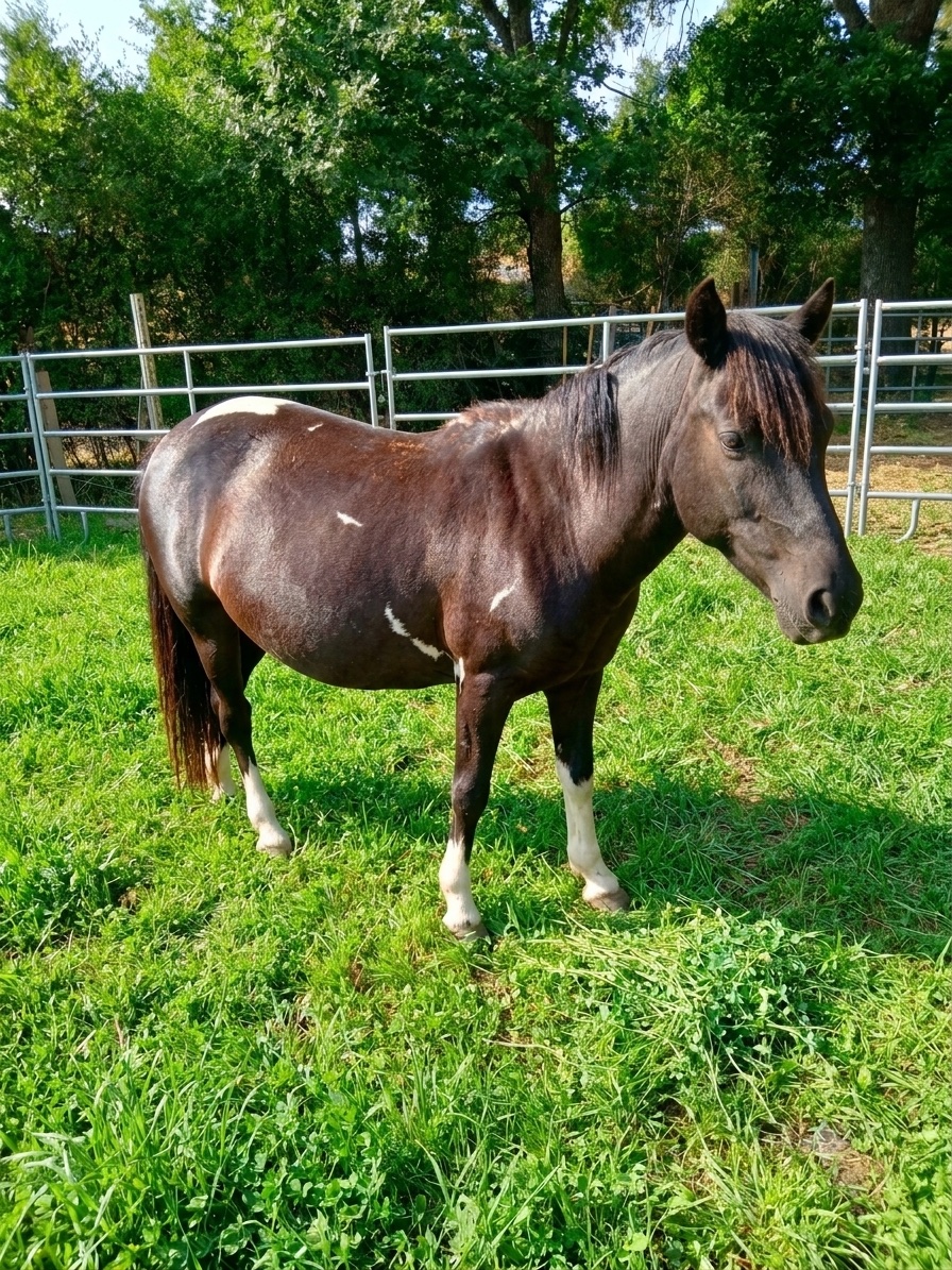 Pom, cheval de l'écurie Coud'Horse