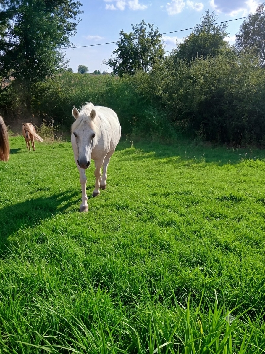Quicky, cheval de l'écurie Coud'Horse