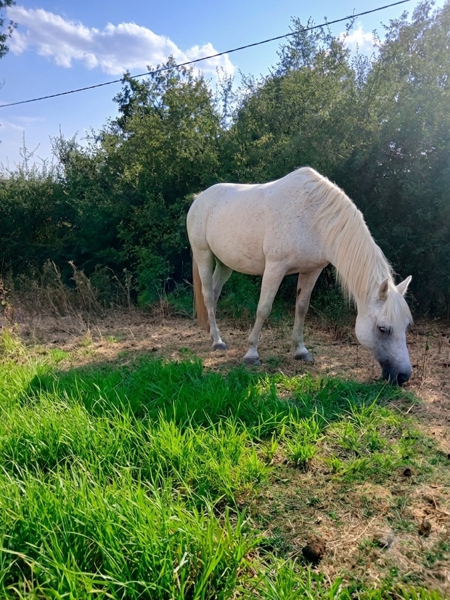 Quicky, cheval de l'écurie Coud'Horse