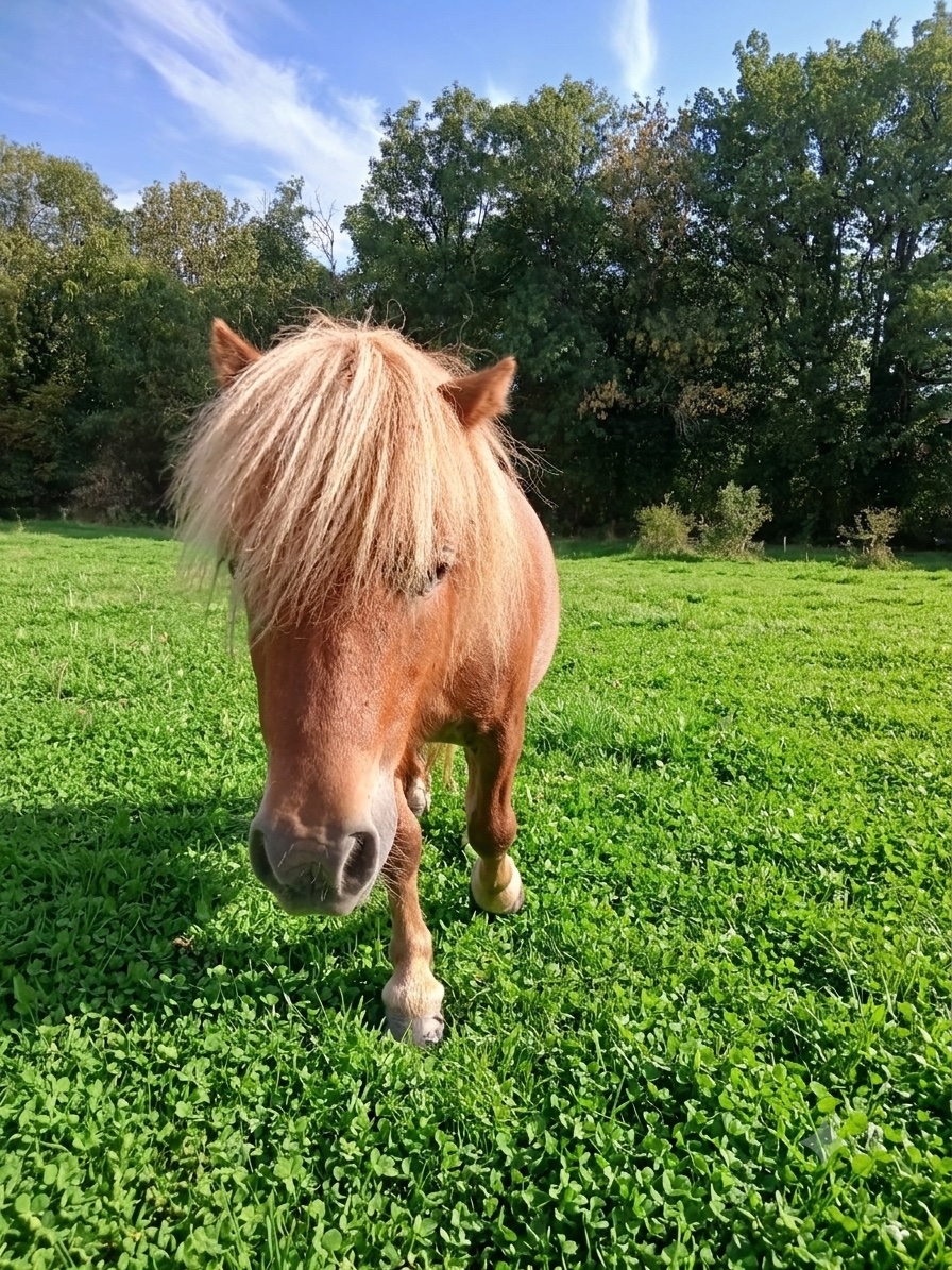 Sabino, cheval de l'écurie Coud'Horse